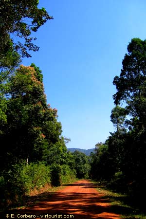 Phu Quoc, Rainforest