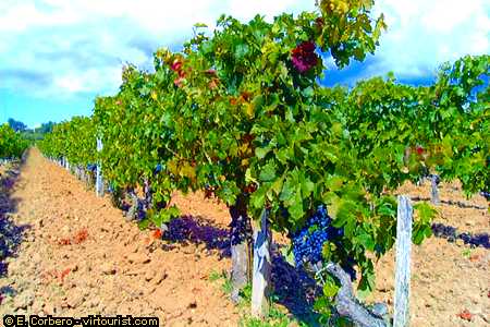36/38.- Bordeaux, vineyard