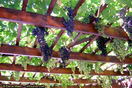 Grapes on vine at Phaistos