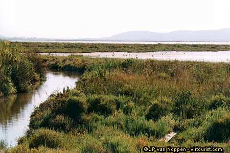 40/46.- Bassin de Thau, Etang de Vic