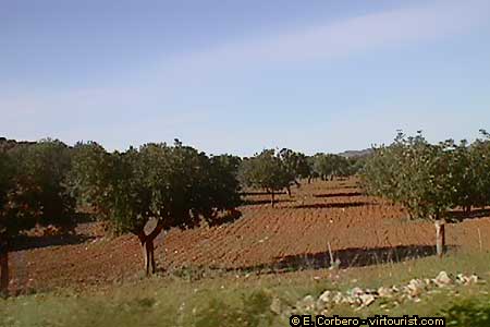 Mallorca, Manacor