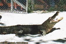 Everglades Tourist  Information, Travel Guide