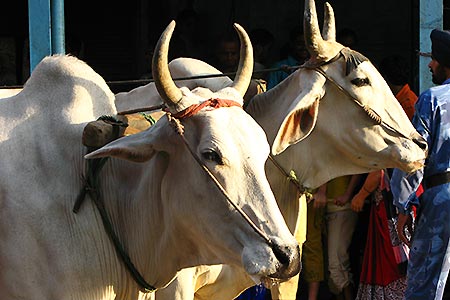 <a href='index.html'>Delhi</a>, <a href='../index.html'>India</a>