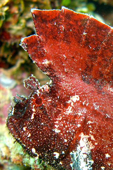 <a href='index.html'>Bunaken Island</a>, <a href='../index.html'>Indonesia</a>