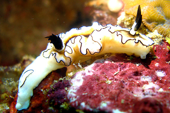 <a href='index.html'>Bunaken Island</a>, <a href='../index.html'>Indonesia</a>