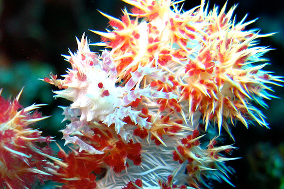 <a href='index.html'>Bunaken Island</a>, <a href='../index.html'>Indonesia</a>