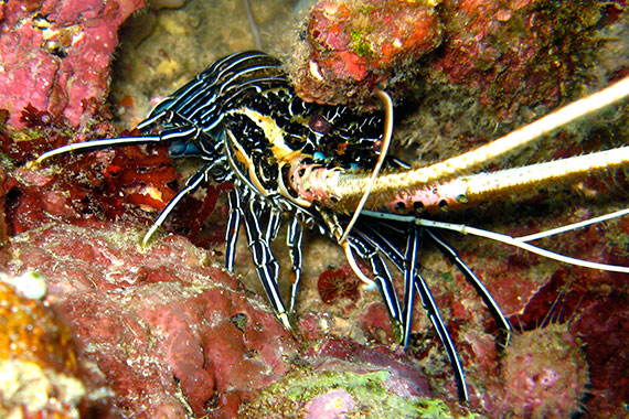 <a href='index.html'>Bunaken Island</a>, <a href='../index.html'>Indonesia</a>