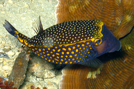 <a href='index.html'>Bunaken Island</a>, <a href='../index.html'>Indonesia</a>