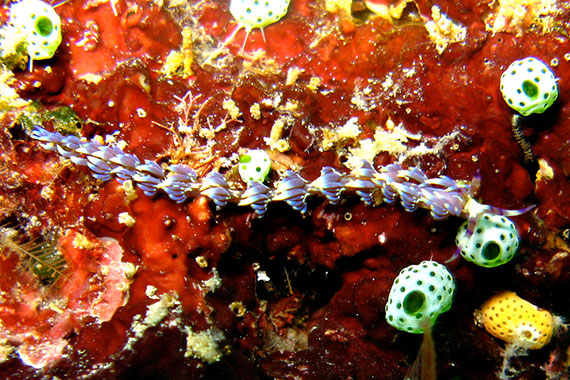 <a href='index.html'>Bunaken Island</a>, <a href='../index.html'>Indonesia</a>