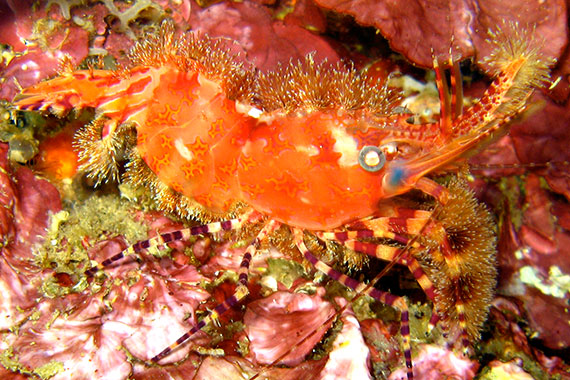 <a href='index.html'>Bunaken Island</a>, <a href='../index.html'>Indonesia</a>