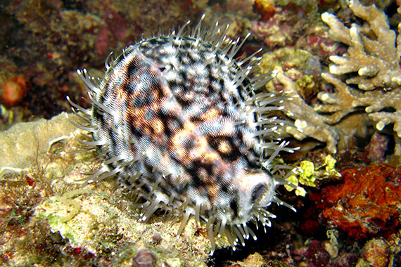 <a href='index.html'>Bunaken Island</a>, <a href='../index.html'>Indonesia</a>