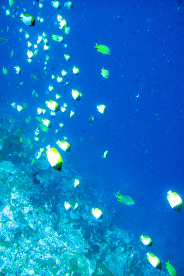 <a href='index.html'>Bunaken Island</a>, <a href='../index.html'>Indonesia</a>