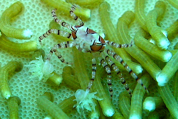 <a href='index.html'>Bunaken Island</a>, <a href='../index.html'>Indonesia</a>