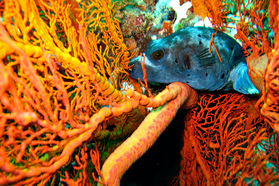 <a href='index.html'>Gili Islands</a>, <a href='../index.html'>Indonesia</a>