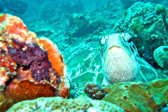 <a href='index.html'>Gili Islands</a>, <a href='../index.html'>Indonesia</a>