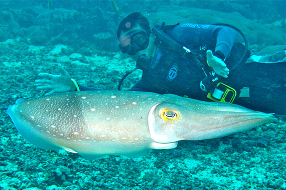 <a href='index.html'>Gili Islands</a>, <a href='../index.html'>Indonesia</a>