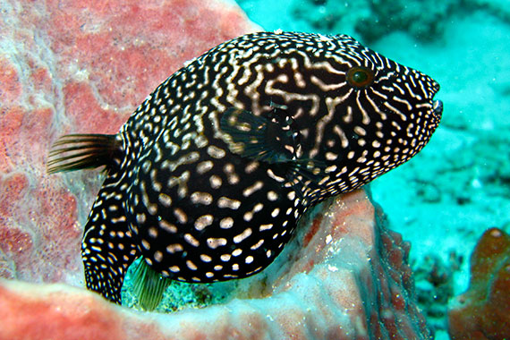 <a href='index.html'>Gili Islands</a>, <a href='../index.html'>Indonesia</a>