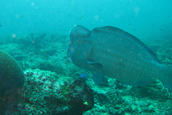 <a href='index.html'>Gili Islands</a>, <a href='../index.html'>Indonesia</a>