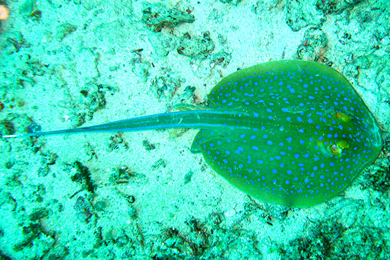<a href='index.html'>Gili Islands</a>, <a href='../index.html'>Indonesia</a>