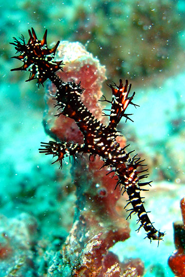 <a href='index.html'>Gili Islands</a>, <a href='../index.html'>Indonesia</a>
