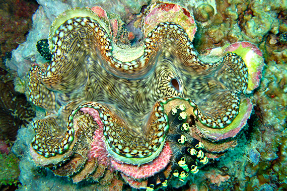 <a href='index.html'>Gili Islands</a>, <a href='../index.html'>Indonesia</a>