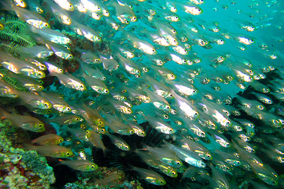 <a href='index.html'>Gili Islands</a>, <a href='../index.html'>Indonesia</a>