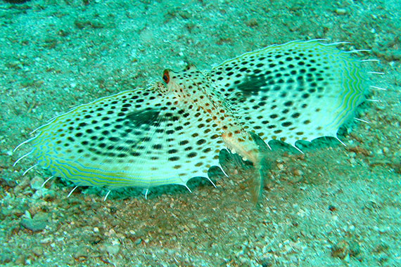 <a href='index.html'>Gili Islands</a>, <a href='../index.html'>Indonesia</a>