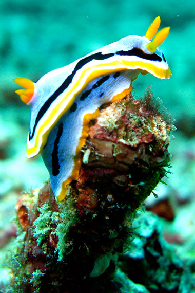 <a href='index.html'>Gili Islands</a>, <a href='../index.html'>Indonesia</a>