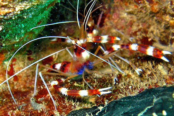 <a href='index.html'>Gili Islands</a>, <a href='../index.html'>Indonesia</a>