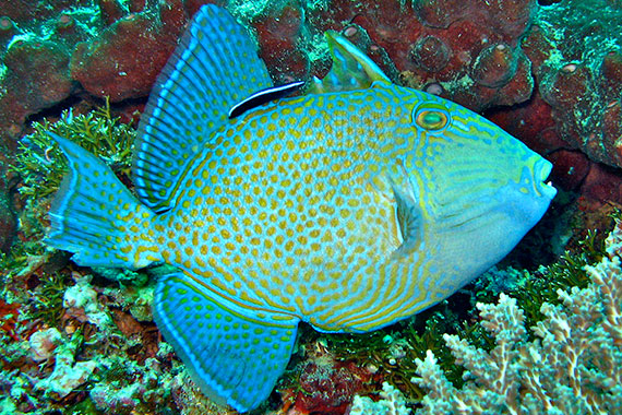 <a href='index.html'>Gili Islands</a>, <a href='../index.html'>Indonesia</a>