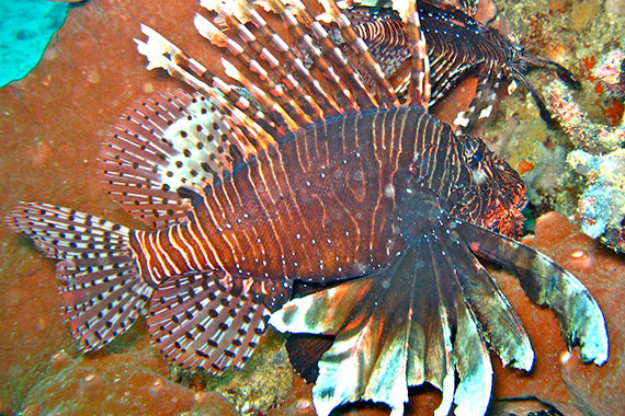 <a href='index.html'>Gili Islands</a>, <a href='../index.html'>Indonesia</a>
