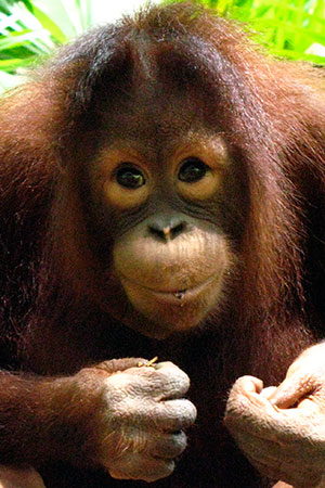 <a href='index.html'>Kota Kinabalu</a>, <a href='../index.html'>Malaysia</a>