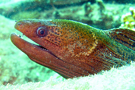 <a href='index.html'>Kota Kinabalu</a>, <a href='../index.html'>Malaysia</a>