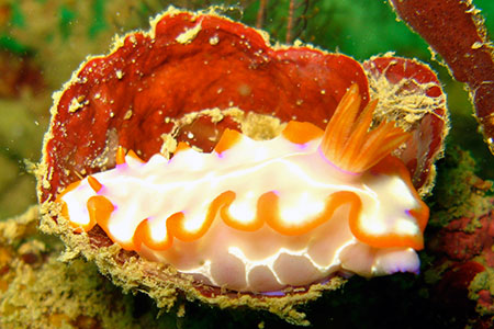<a href='index.html'>Kota Kinabalu</a>, <a href='../index.html'>Malaysia</a>