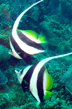 <a href='index.html'>Kota Kinabalu</a>, <a href='../index.html'>Malaysia</a>