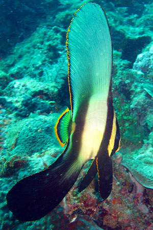 <a href='index.html'>Kota Kinabalu</a>, <a href='../index.html'>Malaysia</a>