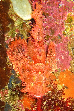 <a href='index.html'>Apo Island</a>, <a href='../index.html'>Philippines</a>