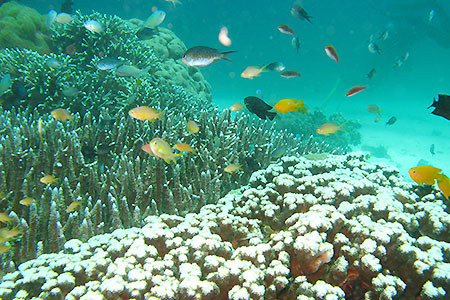 <a href='index.html'>Apo Island</a>, <a href='../index.html'>Philippines</a>