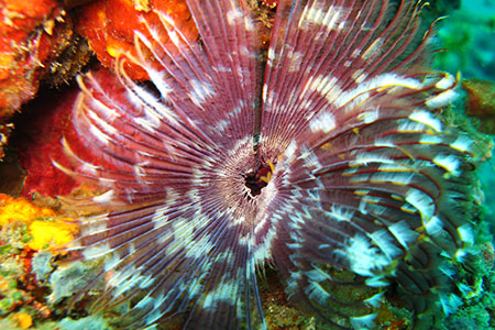 <a href='index.html'>Apo Island</a>, <a href='../index.html'>Philippines</a>