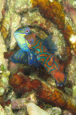 <a href='index.html'>Apo Island</a>, <a href='../index.html'>Philippines</a>