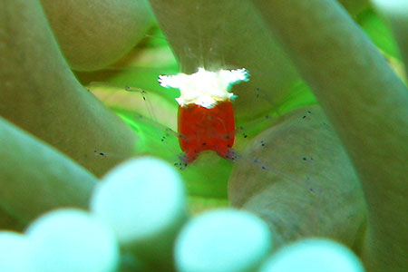 <a href='index.html'>Apo Island</a>, <a href='../index.html'>Philippines</a>