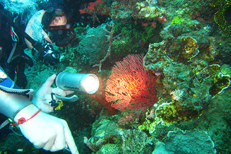 <a href='index.html'>Apo Island</a>, <a href='../index.html'>Philippines</a>