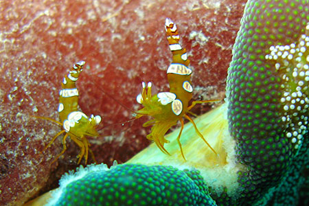<a href='index.html'>Apo Island</a>, <a href='../index.html'>Philippines</a>