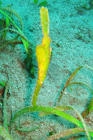 <a href='index.html'>Apo Island</a>, <a href='../index.html'>Philippines</a>