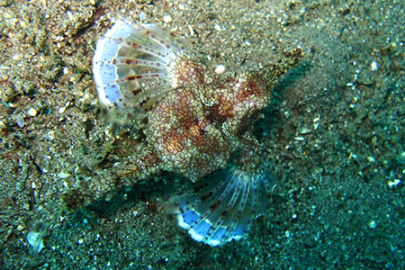 <a href='index.html'>Apo Island</a>, <a href='../index.html'>Philippines</a>