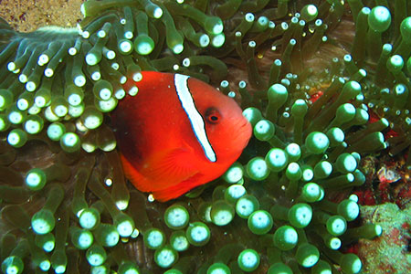 <a href='index.html'>Apo Island</a>, <a href='../index.html'>Philippines</a>