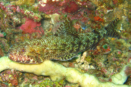 <a href='index.html'>Apo Island</a>, <a href='../index.html'>Philippines</a>