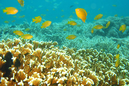 <a href='index.html'>Apo Island</a>, <a href='../index.html'>Philippines</a>