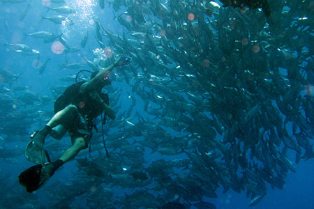 <a href='index.html'>Bohol</a>, <a href='../index.html'>Philippines</a>
