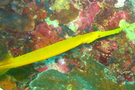 <a href='index.html'>El Nido</a>, <a href='../index.html'>Philippines</a>